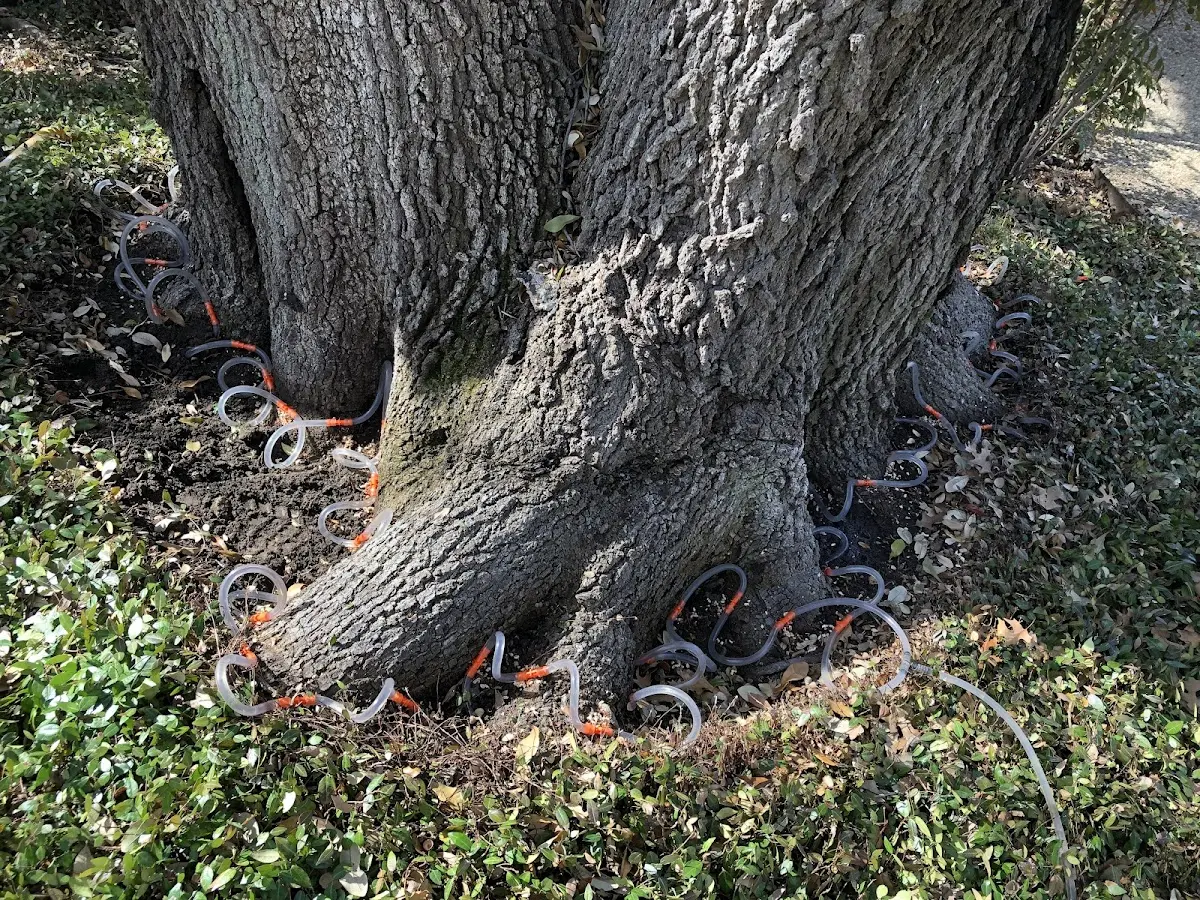 Detailed Tree Cabling and Bracing job site in Genoa City