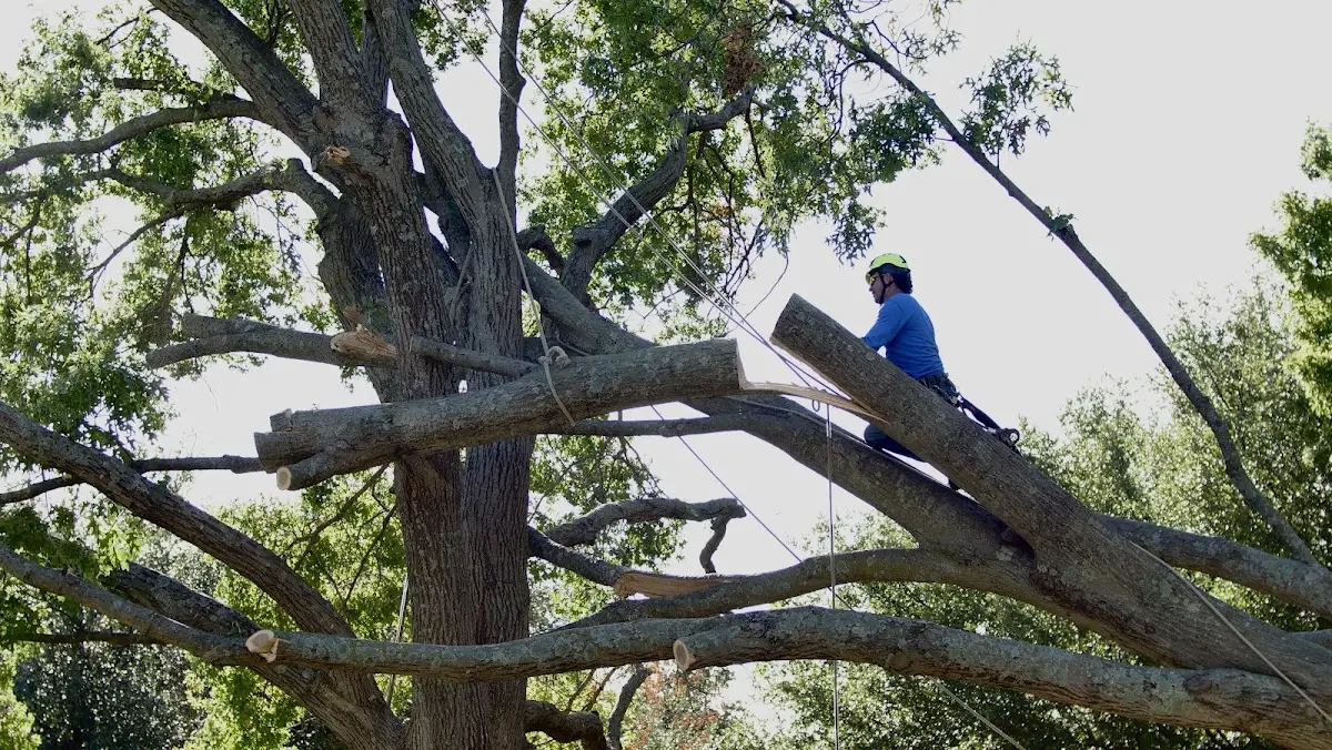 Professional Crown Thinning performed by certified arborists in Genoa City