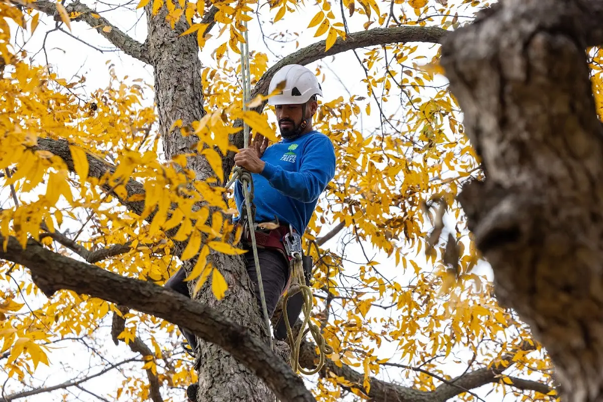 Skilled Storm Damage Cleanup crew working in Genoa City