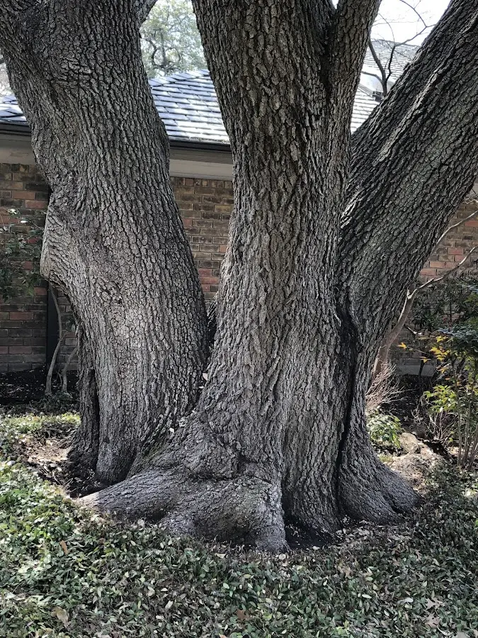 Mature heritage tree close to a Genoa City property cared for by certified arborists